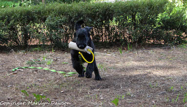 Quinn running back with his retrieve